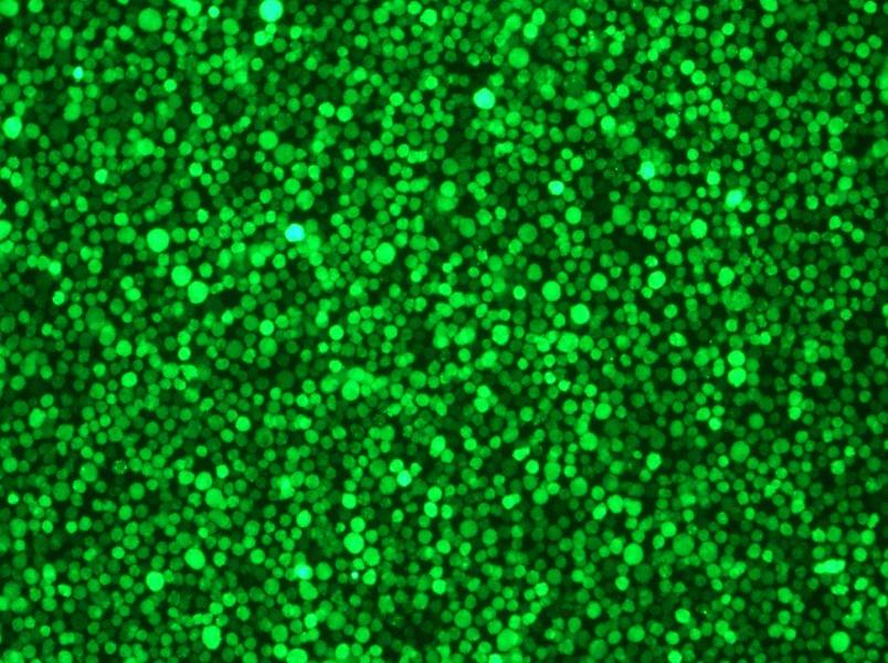 THP-1-GFP Cell Complete Medium-searchlist-1