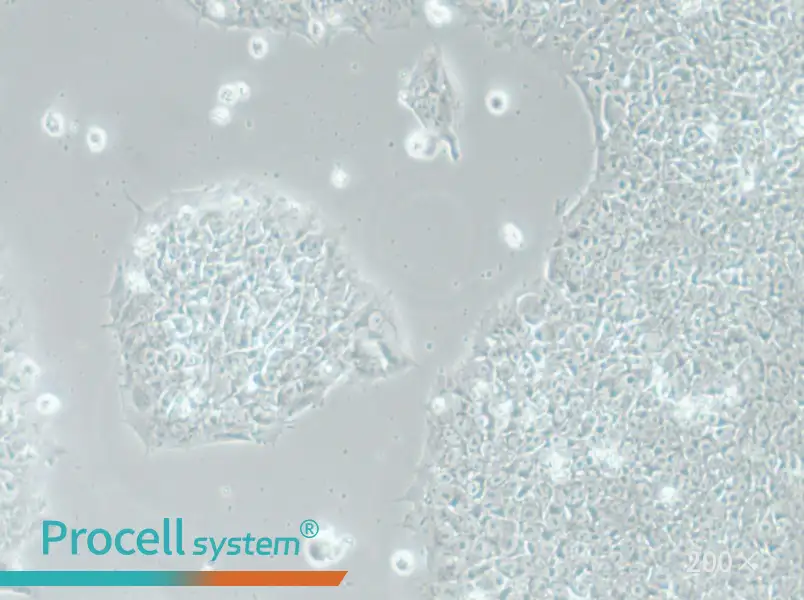 H1 Cell Complete Medium - 6