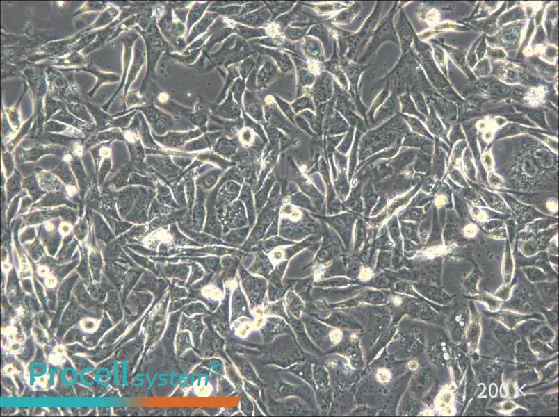 NCI-H596 Cell Complete Medium - small - 6