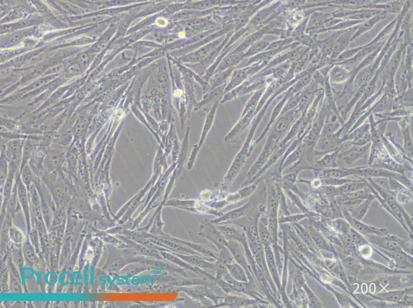 GCT Cell Complete Medium - 5