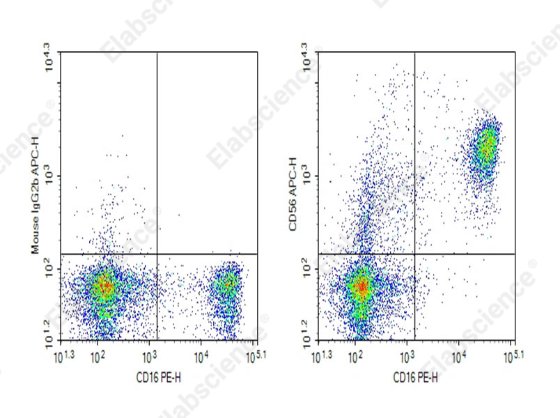 Purified Anti-Human CD56 Antibody[NCAM16.2] - 1