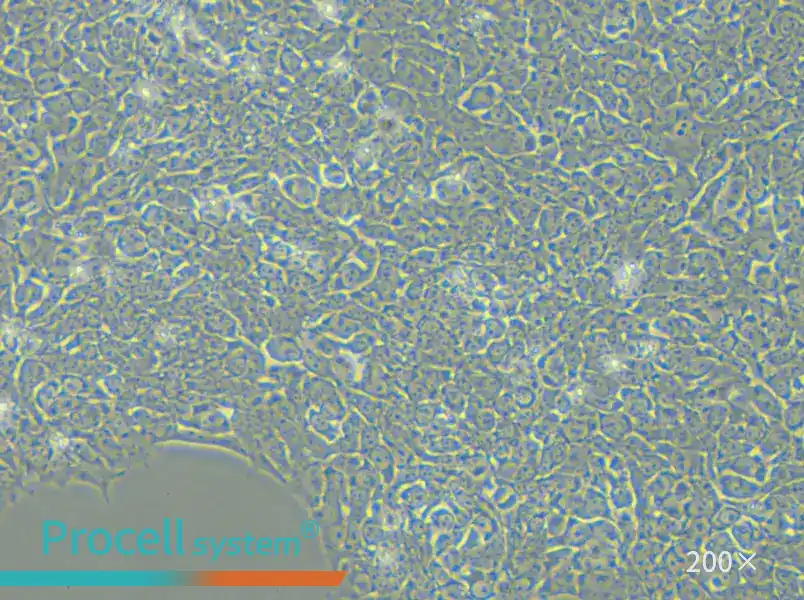 H9 Cell Complete Medium - 6