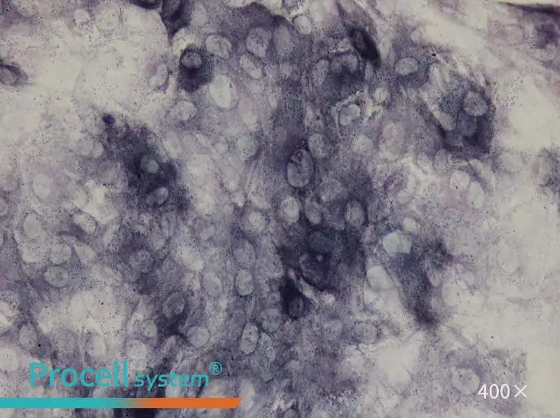 Rat OsteoblastsRat Osteoblasts - 2
