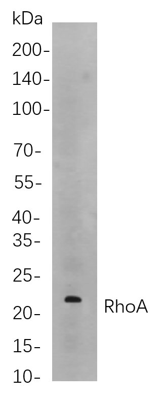 Recombinant RhoA Monoclonal Antibody-searchlist-1