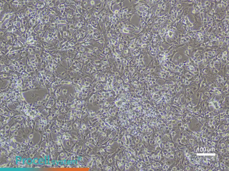 Mouse Spinal Cord Astrocyte Complete Medium - 2