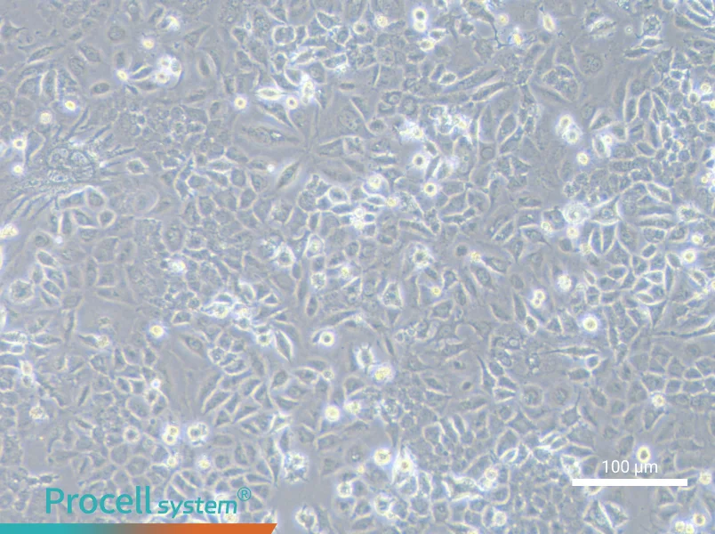 NCI-H2172NCI-H2172 - 3