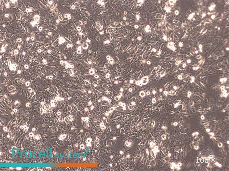 HTh83 Cell Complete Medium - 1