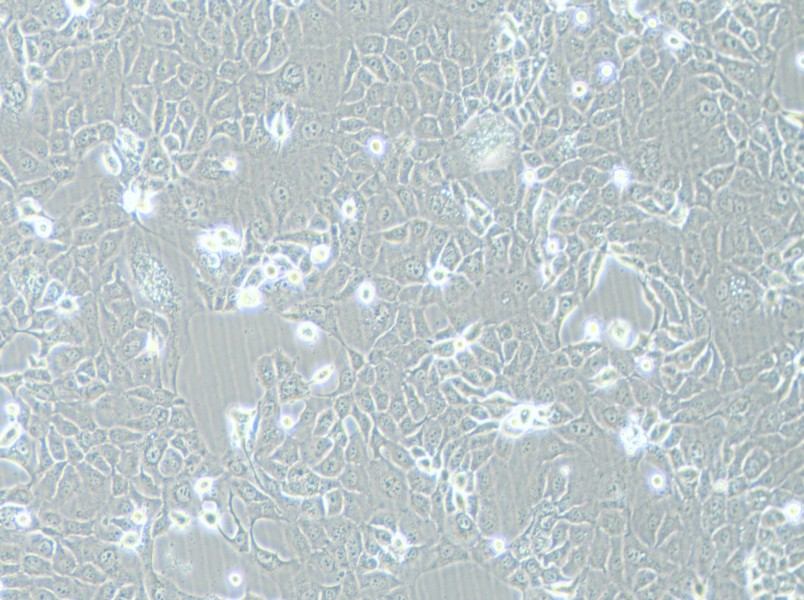 HCC-78 Cell Complete MediumHCC-78 Cell Complete Medium - 2