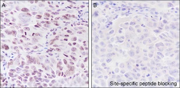 Recombinant Histone H3 (Di Methyl Lys56) Monoclonal Antibody - small - 3