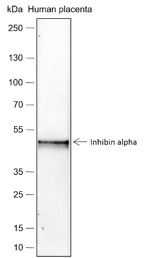 Recombinant Inhibin alpha Monoclonal Antibody-searchlist-1