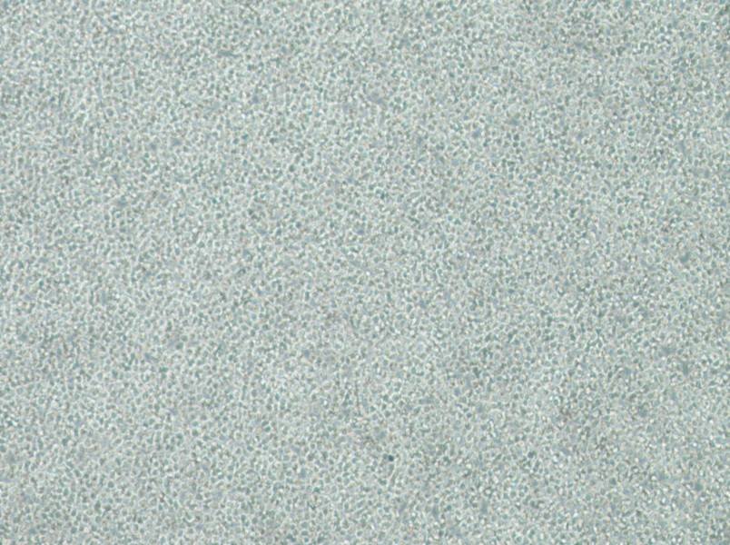 C1498-LUC Cell Complete Medium-searchlist-1