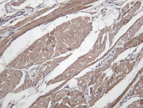 Recombinant THIOM Monoclonal Antibody - 2