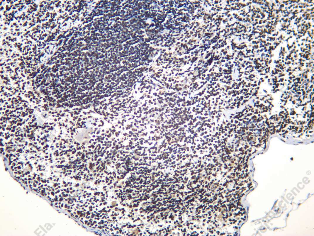 Recombinant NF90 Monoclonal Antibody - 3