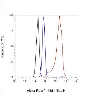 Recombinant MCM7 Monoclonal Antibody - small - 7