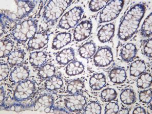 Recombinant FIG4 Monoclonal Antibody - 1