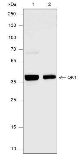 Recombinant QKI Monoclonal Antibody-searchlist-1