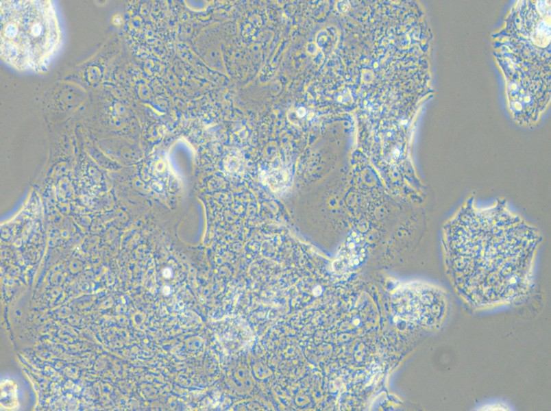 SW1463 Cell Complete Medium - small - 4