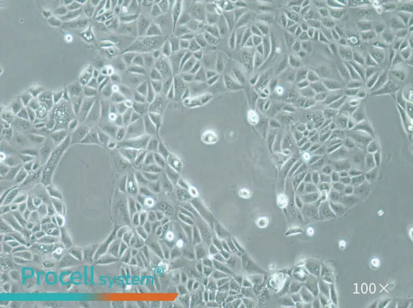 Panc 05.04 Cell Complete Medium - 1