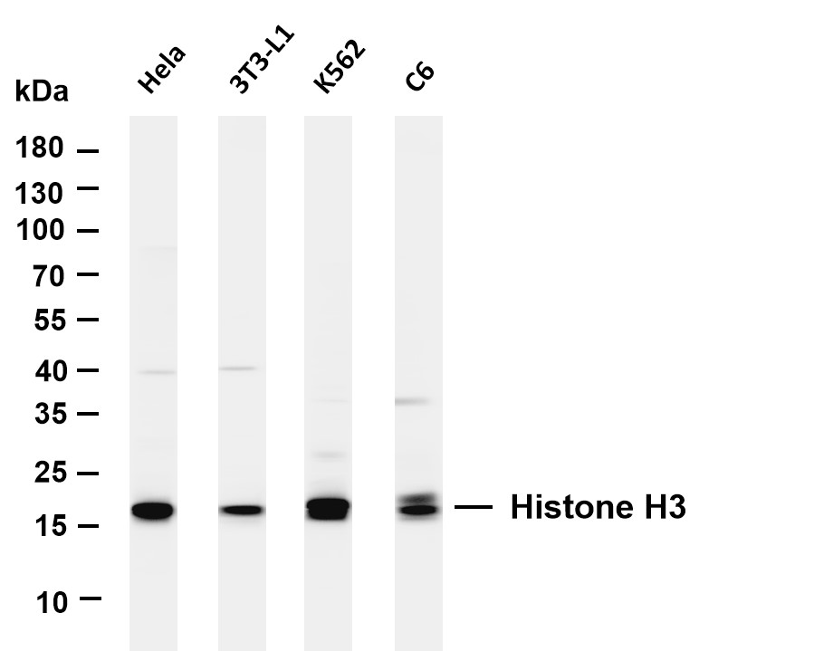 Recombinant Histone H3 Monoclonal Antibody - 2