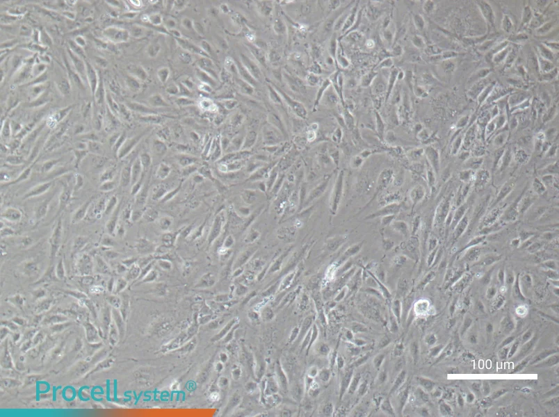Human Aortic Endothelial (Primary cell immortalization) Cell Complete MediumHuman Aortic Endothelial (Primary cell immortalization) Cell Complete Medium - 3