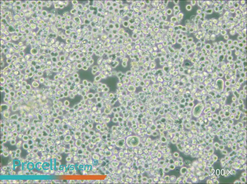 RPMI 8226 Cell Complete Medium - small - 5