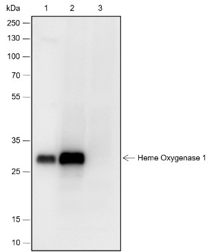 Recombinant Heme Oxygenase 1 Monoclonal Antibody - small - 10