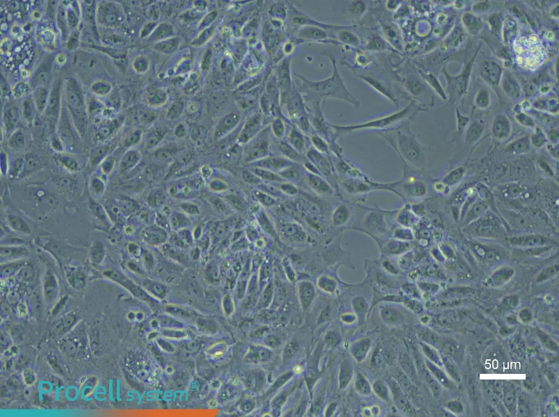 Rat Renal Tubular Epithelial Cell Complete Medium - 6