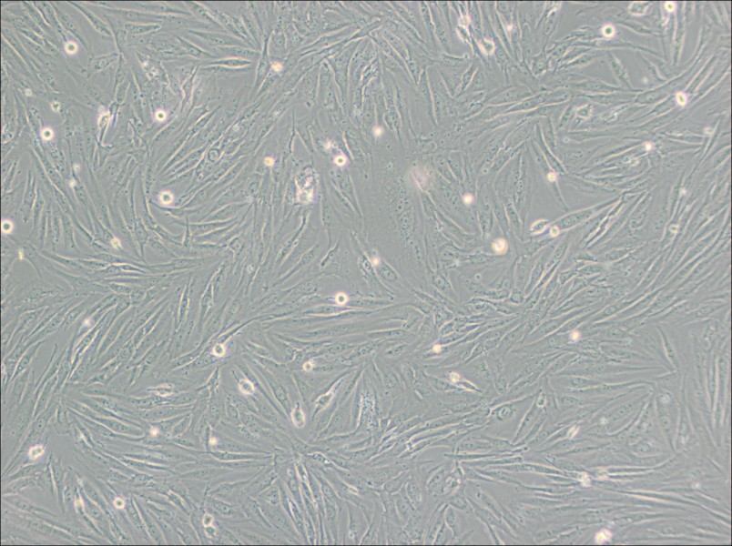 SF126 Cell Complete Medium-searchlist-1