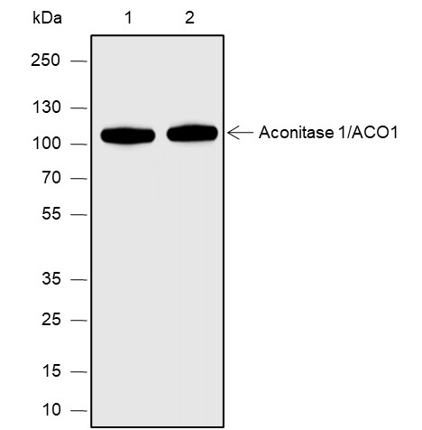 Recombinant Aconitase 1/ACO1 Monoclonal Antibody-searchlist-1