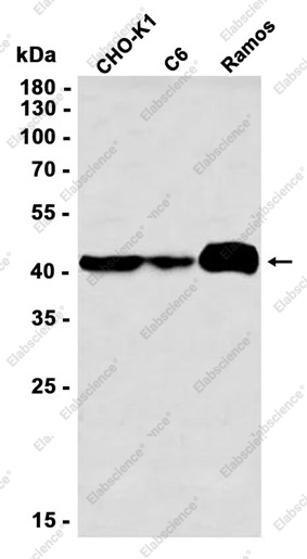 Recombinant EBP1 Monoclonal Antibody - 1