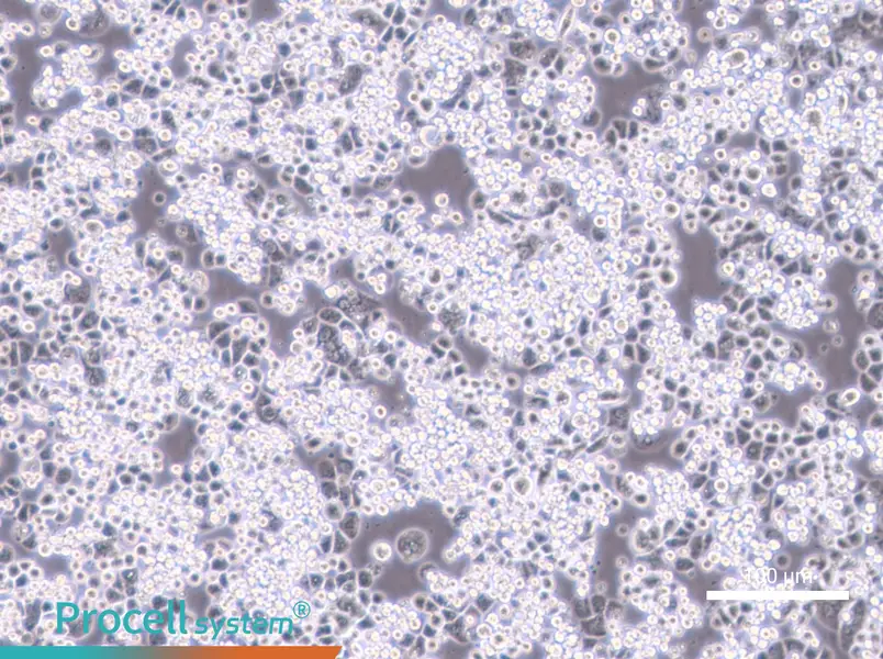 MDA-kb2MDA-kb2 - 3