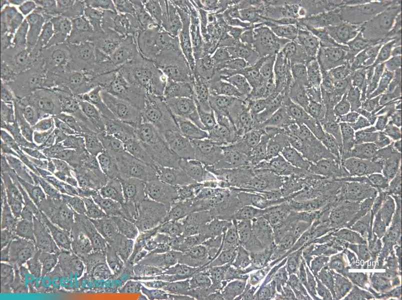 NCI-H2444 - 6