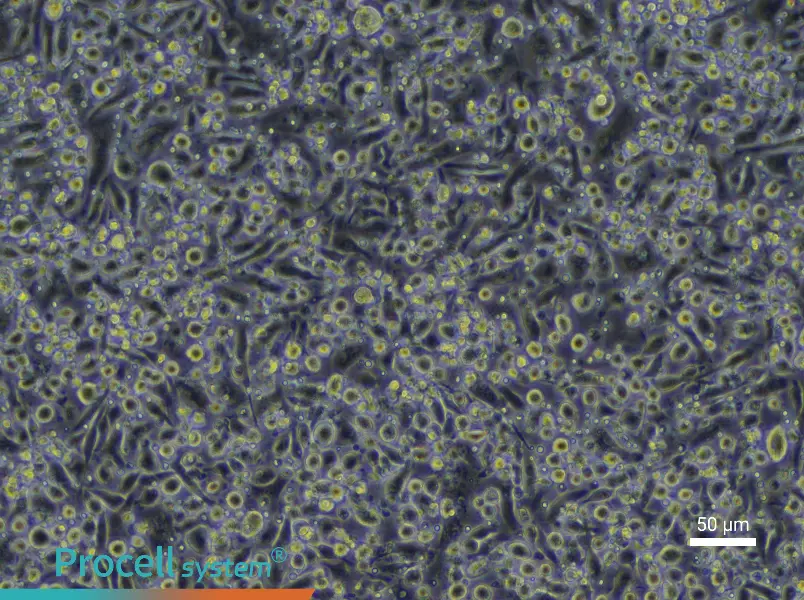Mouse Mature Bone Marrow-Derived Dendritic Cell Complete Medium - 5