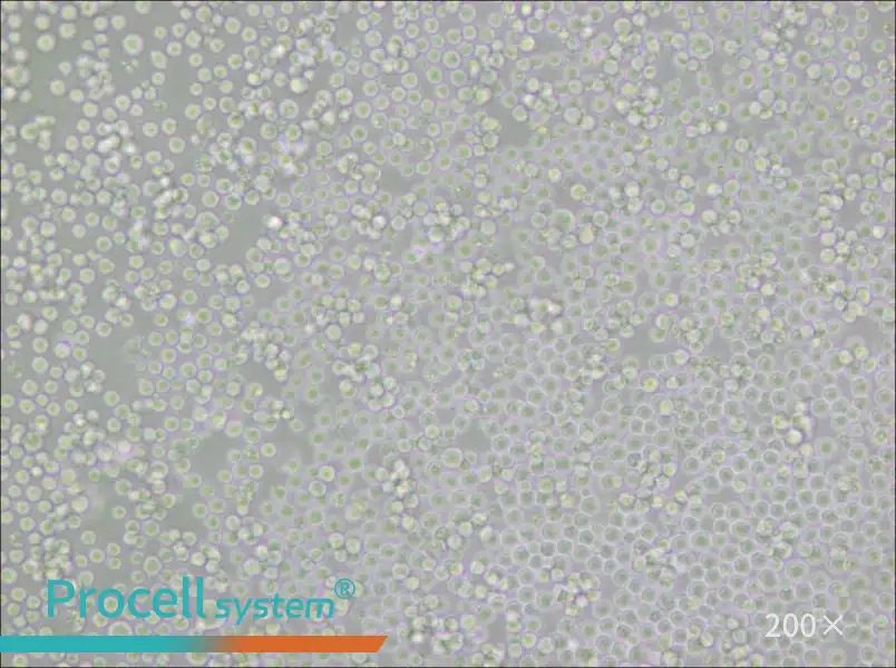 P388D1 Cell Complete Medium - 5