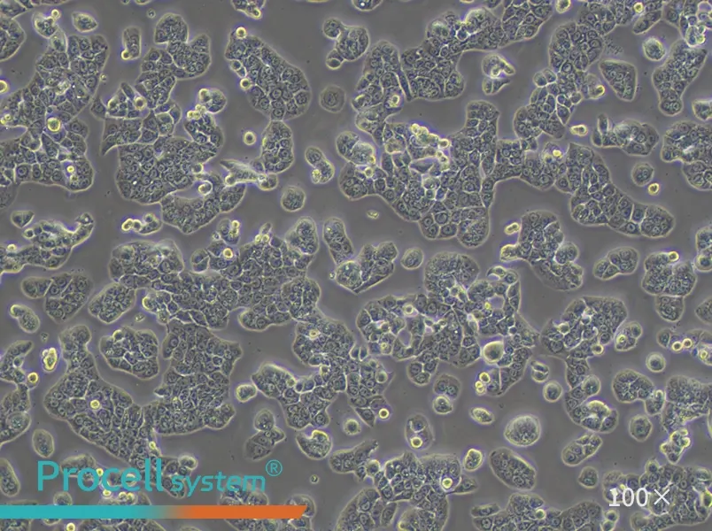 HT-29 Cell Complete Medium - 3