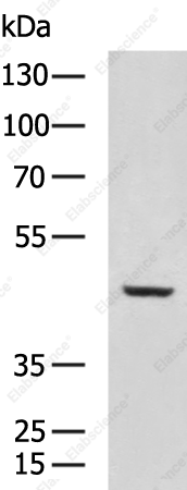 RNF13 Polyclonal Antibody - 2