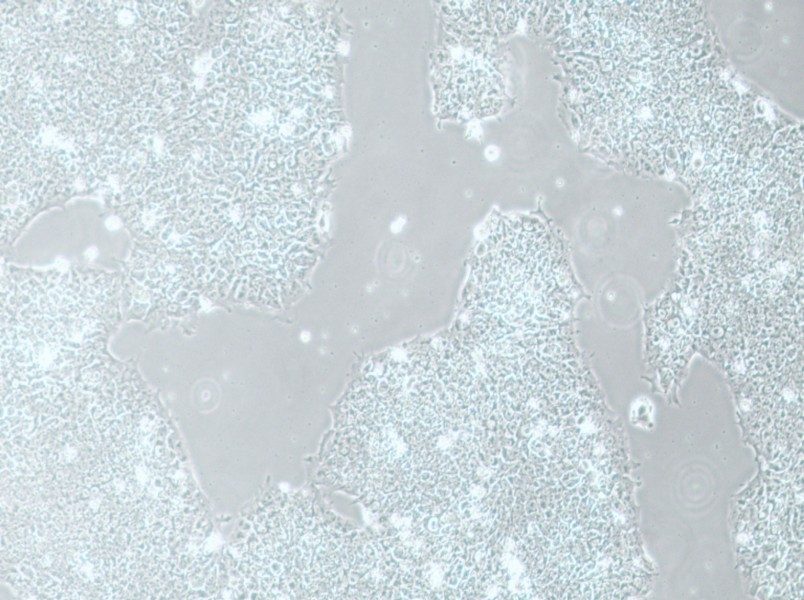 H1 Cell Complete Medium-searchlist-1