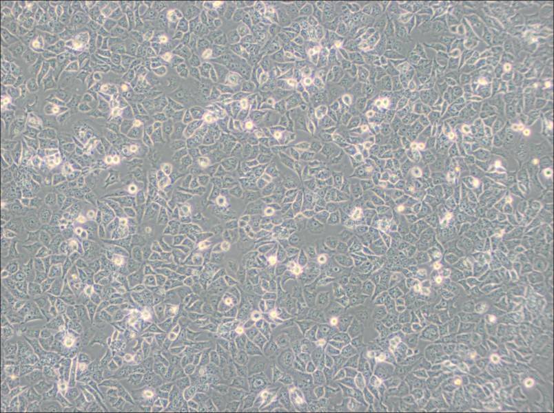 HuTu-80 Cell Complete Medium - 3