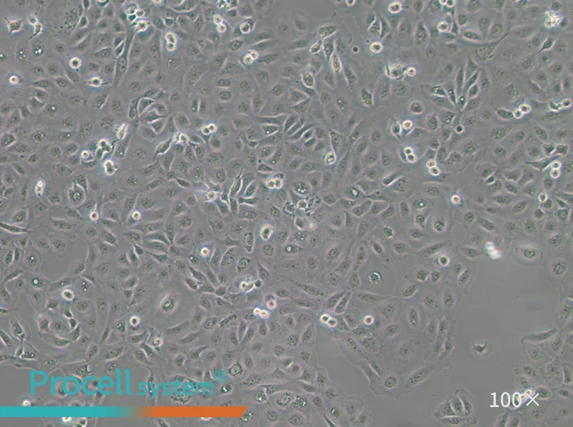 NCI-H1650 Cell Complete Medium - 2