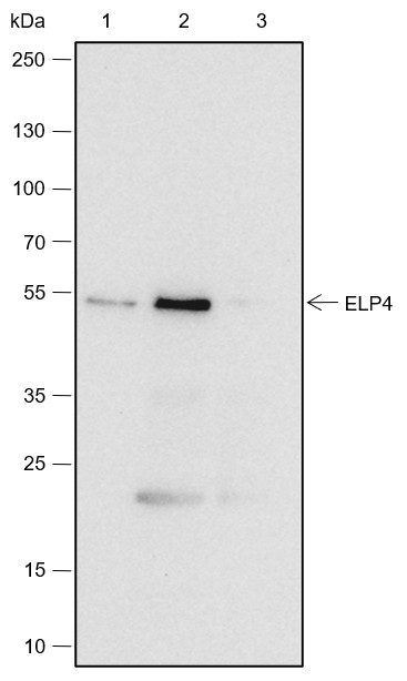 Recombinant ELP4 Monoclonal Antibody - 3
