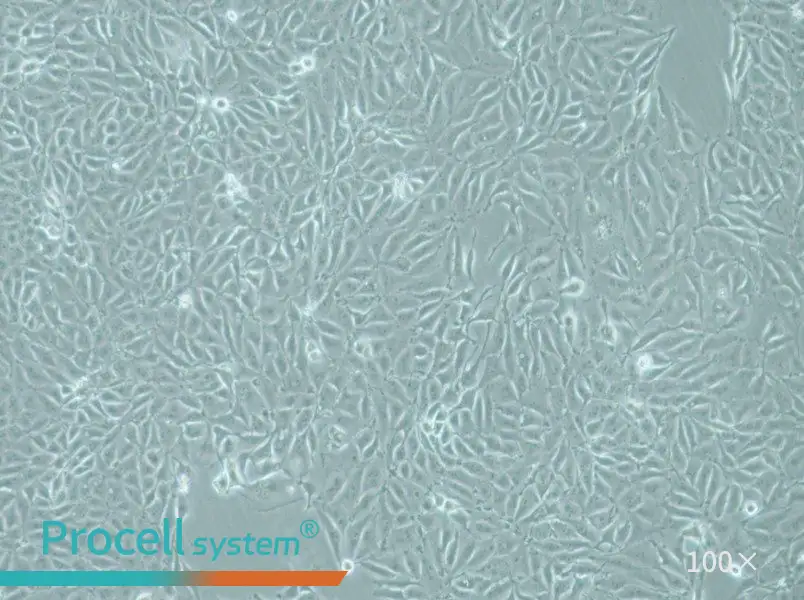 IPEC-J2 Cell Complete Medium - 1