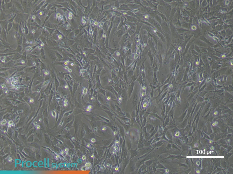 Mouse Periodontal Ligament Fibroblast Complete Medium - 3