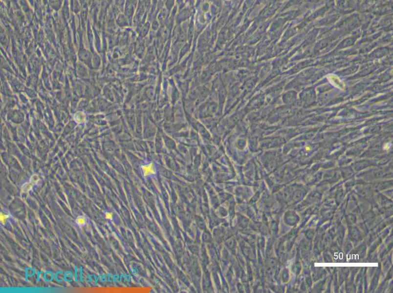 Human Adipose-derived Mesenchymal Stem (Primary cell immortalization) Cell Complete Medium - 6