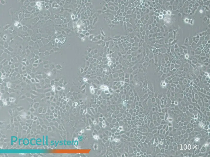 A-253 Cell Complete Medium - 1