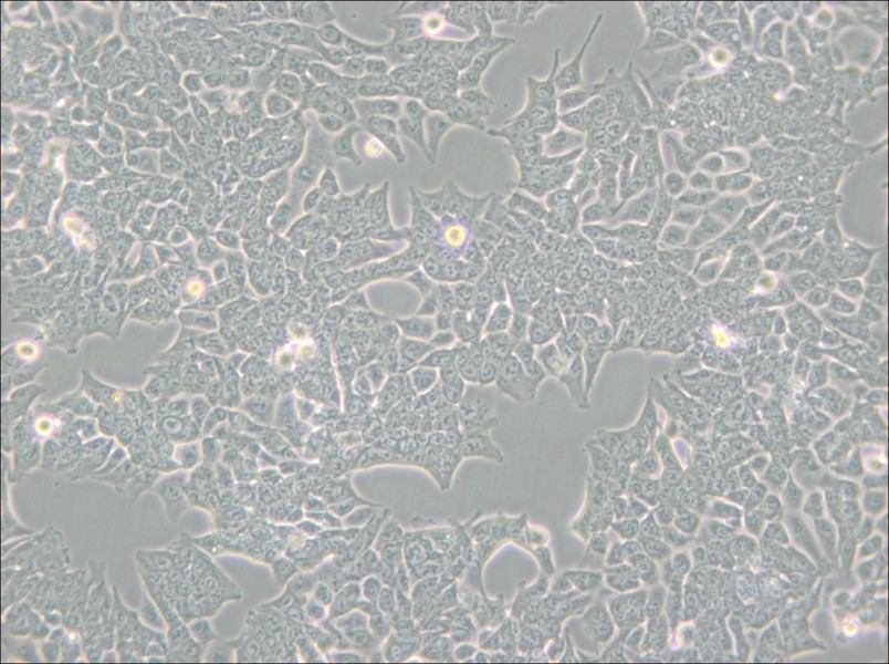 HCT 116 Cell Complete Medium - small - 5