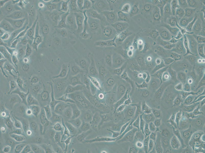 HCC1143 Cell Complete Medium - small - 6