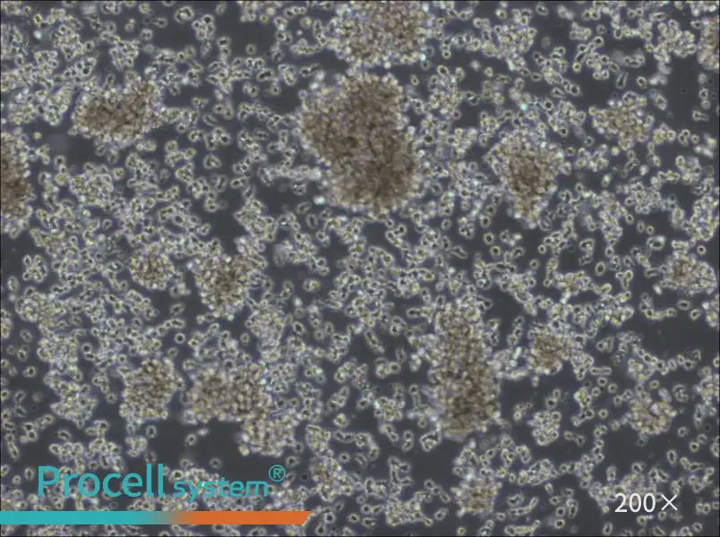 KHYG-1 Cell Complete MediumKHYG-1 Cell Complete Medium - 3