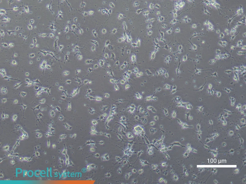 Mouse Spinal Cord Neuron Complete Medium - 3
