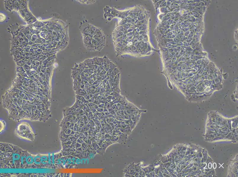 RT4 Cell Complete Medium - small - 4