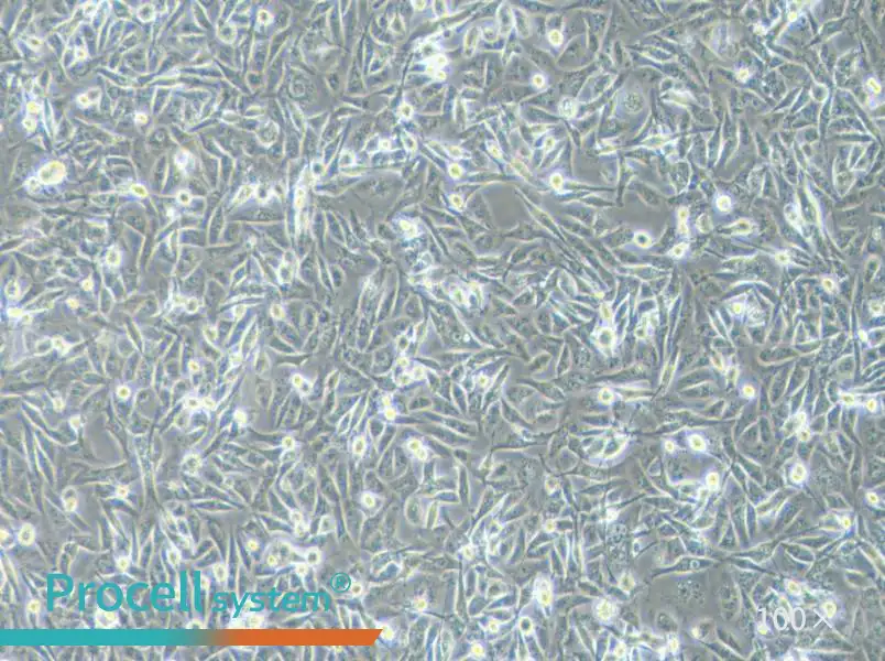 MDA-MB-231 (L15) Cell Complete MediumMDA-MB-231 (L15) Cell Complete Medium - 2